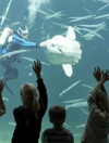 Nordsoeen Oceanarium